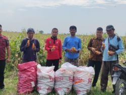 Berkomitmen Tingkat Ketahanan Pangan, Rutan Labuhan Deli Lakukan Panen Jagung 8 Ton