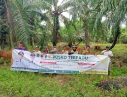 Babinsa Koramil 02/TL Sertu Haruan Dampingi Dinas Pertanian Bidang Peternakan Melakukan Penyuntikan Ternak Sapi 