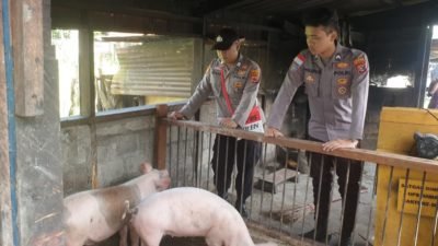 Budidaya Ternak, Satgasres Ops Damai Cartenz 2022 Dorong Ekonomi Kesejahteraan, Jumpai Pemilik Spot Ternak, Distrik Dekai. "KASUARI"