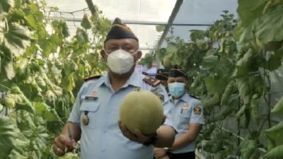 Panen Melon Hidroponik, Karutan 1 Medan Kumham Sumut : Buahnya Sangat Menggugah Selera