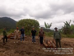 Dinas Kehutanan KPH XII Tepis Issue Miring Penebangan Kayu di Dolok Partangiangan di Sebut Illegal Logging