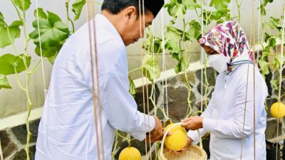 Presiden Jokowi dan Ibu Iriana Tinjau Area Pertanian Kopontren Al-Ittifaq